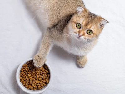 غذای خشک خانگی گربه